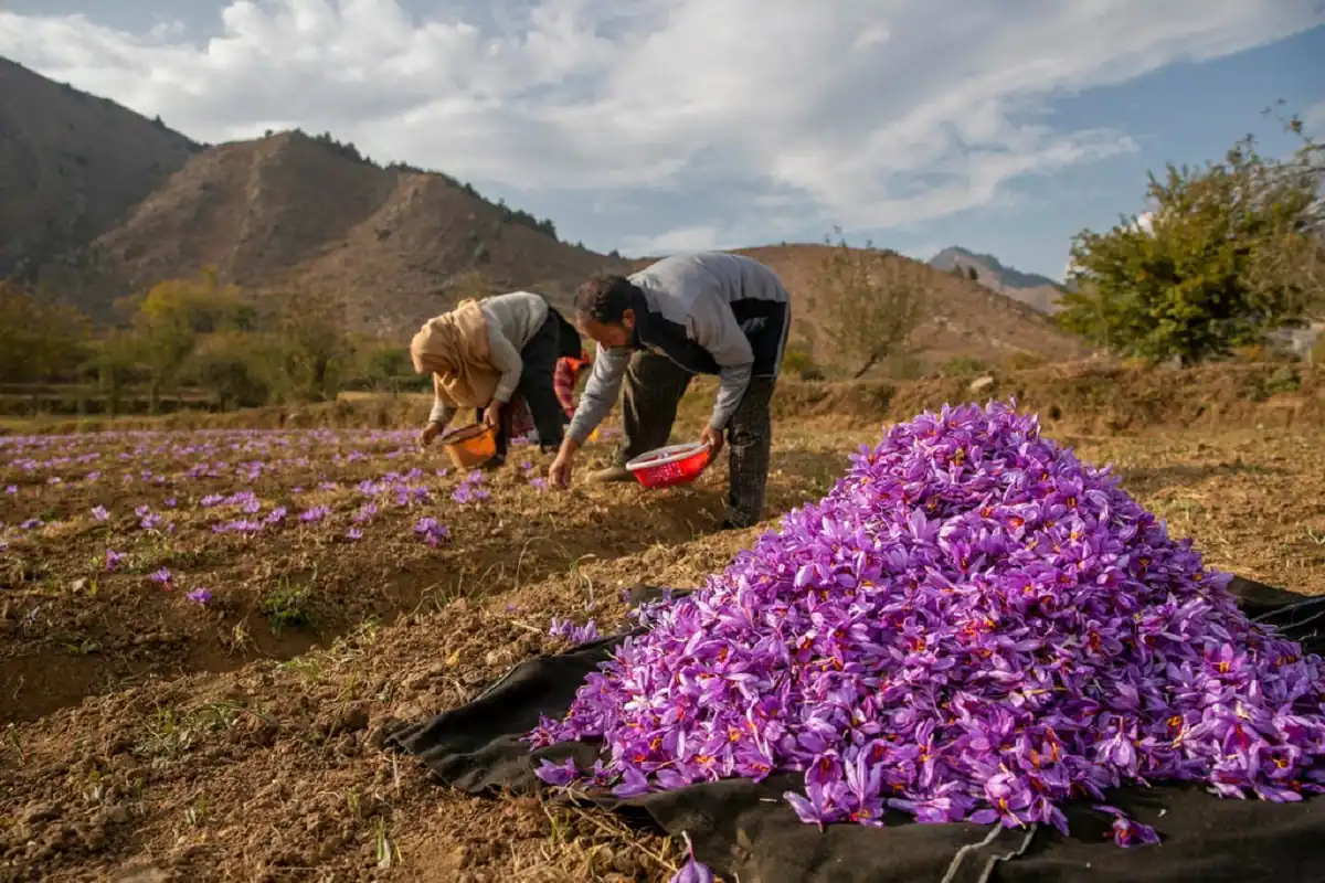  saffron cultivation